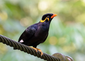 common-hill-myna-(Gracula-religiosa)