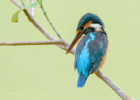 Common-Kingfisher-(Alcedo-atthis)11
