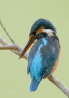 Common-Kingfisher-(Alcedo-atthis)12