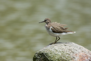 common-sandpiper-(Actitis-hypoleucos)