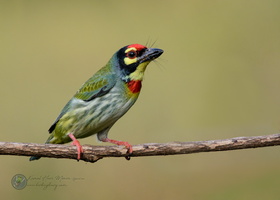 Coppersmith Barbet (Megalaima haemacephala)
