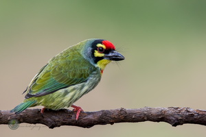 Coppersmith Barbet (Megalaima haemacephala)01