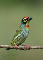 Coppersmith Barbet (Megalaima haemacephala)02