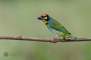 Coppersmith Barbet (Megalaima haemacephala)03