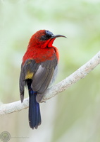 Crimson sunbird (Aethopyga siparaja)03