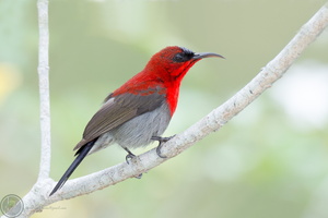 Crimson sunbird (Aethopyga siparaja)04