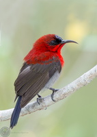 Crimson sunbird (Aethopyga siparaja)05