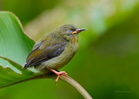 Crimson-sunbird-(Aethopyga-siparaja)