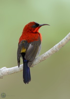 crimson-sunbird-(Aethopyga-siparaja)01