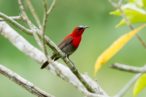crimson-sunbird-(Aethopyga-siparaja)02