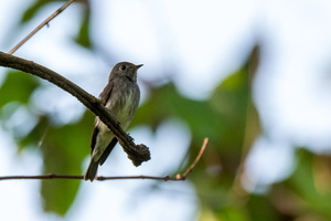 dark-sided-flycatcher-(Muscicapa-sibirica)