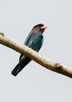 dollarbird-(Eurystomus-orientalis)