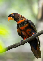 dusky-lory-(Pseudeos-fuscata)