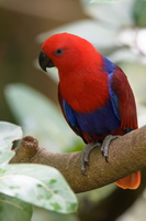 Eclectus-parrot-(Eclectus-roratus)