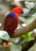Eclectus-parrot-(Eclectus-roratus)01