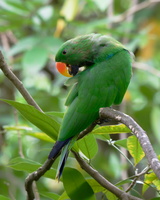 Eclectus-parrot-(Eclectus-roratus)02
