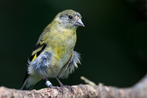 Eurasian siskin (Spinus spinus)