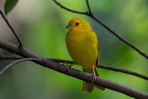 golden palm weaver (Ploceus bojeri) 