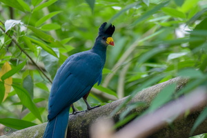 Great Blue Turaco (Corythaeola cristata)
