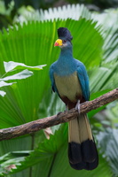 Great Blue Turaco (Corythaeola cristata)01
