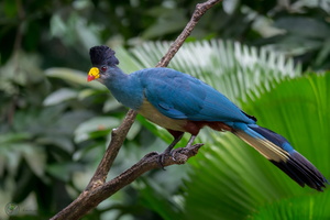 Great Blue Turaco (Corythaeola cristata)02