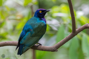 Greater Blue-eared Starling (Lamprotornis chalybaeus)