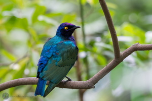 Greater Blue-eared Starling (Lamprotornis chalybaeus)01