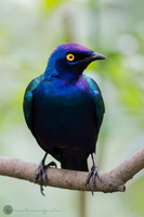 Greater Blue-eared Starling (Lamprotornis chalybaeus)02