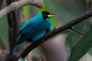 green honeycreeper (Chlorophanes spiza)