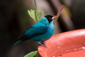 green honeycreeper (Chlorophanes spiza)01