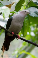 Green Imperial-pigeon (Ducula aenea)