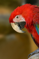 Green-winged-macaw-(Ara-chloropterus)