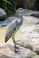 Grey-heron-(Ardea-cinerea)01,