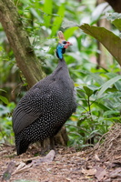 Helmeted guineafowl (Numida meleagris)