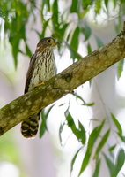 Hodgson's-hawk-cuckoo-(Hierococcyx-nisicolor)01