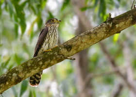 Hodgson's-hawk-cuckoo-(Hierococcyx-nisicolor)