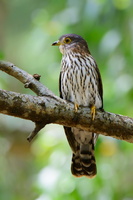 Hodgson's-hawk-cuckoo-(Hierococcyx-nisicolor)03