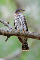 Hodgson's-hawk-cuckoo-(Hierococcyx-nisicolor)02