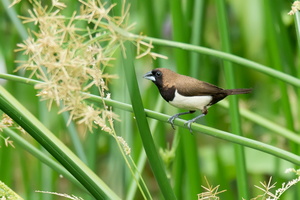 Javan-munia-(Lonchura-leucogastroides)