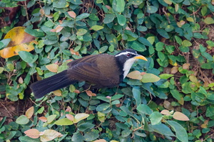 Indian Scimitar Babbler (Pomatorhinus horsfieldii)