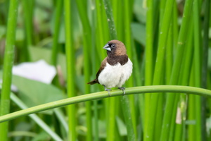 Javan-munia-(Lonchura-leucogastroides)01