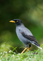 Javan-myna-(Acridotheres-javanicus)01