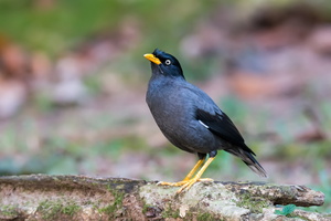 Javan-myna-(Acridotheres-javanicus)