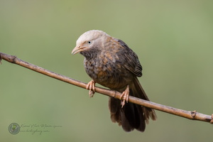 Jungle Babbler (Turdoides striata)