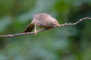 Jungle Babbler (Turdoides striata)01