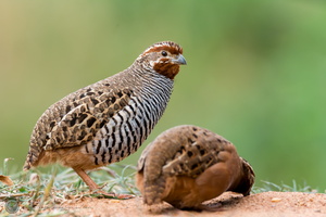 Jungle Bush-quail (Perdicula asiatica)
