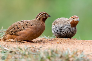 Jungle Bush-quail (Perdicula asiatica)01