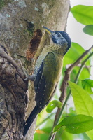 laced-woodpecker-(Picus-vittatus)--female