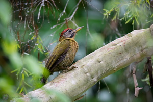 Laced Woodpecker (Picus vittatus)
