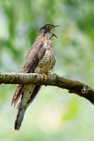 Large-hawk-cuckoo-(Hierococcyx-sparverioides)